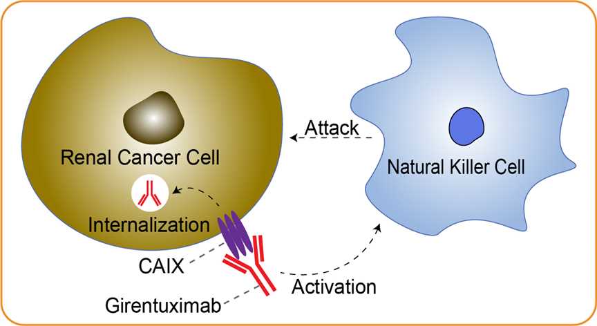 Mechanism of Action of Girentuximab